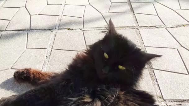 Gros Chat Noir Trouve Sur Sol — Video