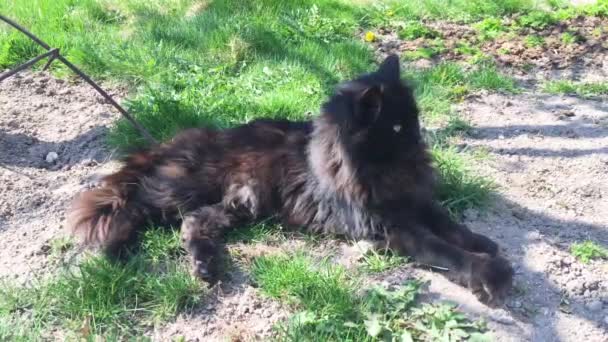 Große Schwarze Katze Liegt Auf Dem Boden — Stockvideo