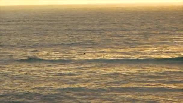 南カリフォルニアのサンディエゴで日没時に海の遠くに認識できないサーファー — ストック動画