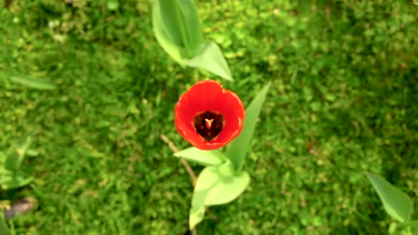 Una Flor Tulipán Rojo Holandés Está Floreciendo Primavera Filmada Desde — Vídeos de Stock