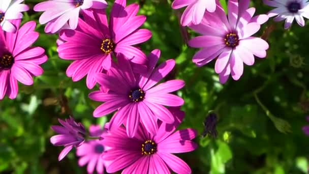 Câmera Panning Sobre Belas Flores Gerbera Rosa Jardim Primavera Bela — Vídeo de Stock