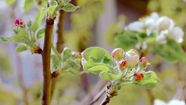 Primeros Planos Los Brotes Manzana Flor Manzana — Vídeos de Stock