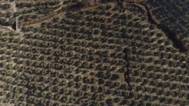 Zdjęcie Lotnicze Góry Dół Regularnych Rzędów Drzew Oliwnych Gaju Oliwnym — Wideo stockowe
