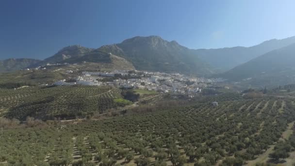 スペイン アンダルシアのカゾラ村岩の多い山のふもとに位置し 谷に定期的に行を持つ巨大なオリーブ畑 — ストック動画