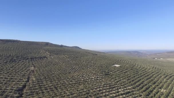 Niekończący Się Gaj Oliwny Wzgórzach Jaen Andaluzja Hiszpania — Wideo stockowe