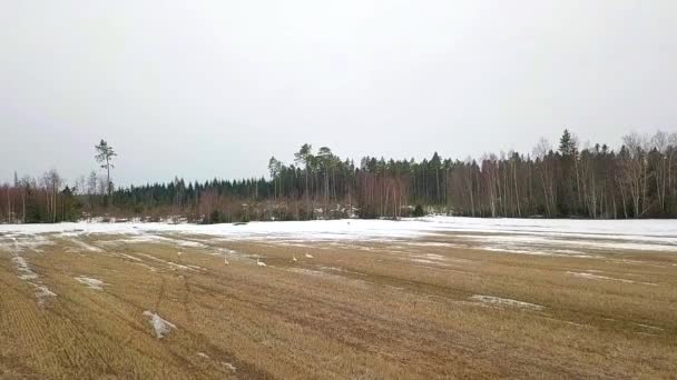 Vårens Återkomst Grupp Svanar Cygnus Olor Och Rådjur Öppna Vilt — Stockvideo