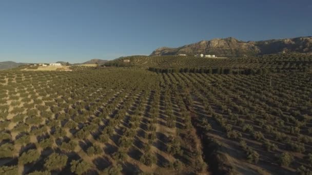 Números Massivos Fileiras Regulares Oliveiras Colina Com Montanha Rochosa Atrás — Vídeo de Stock