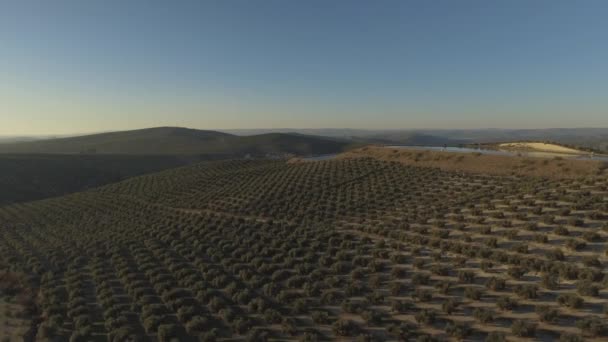 Fileiras Regulares Oliveiras Colina Com Reservatório Água Jaen Andaluzia Espanha — Vídeo de Stock