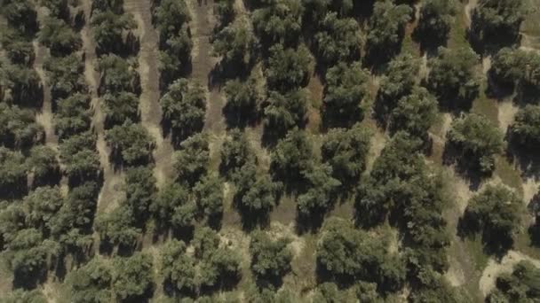 Tiro Arriba Abajo Volando Sobre Olivos Creciendo Hileras Pares Olivar — Vídeo de stock