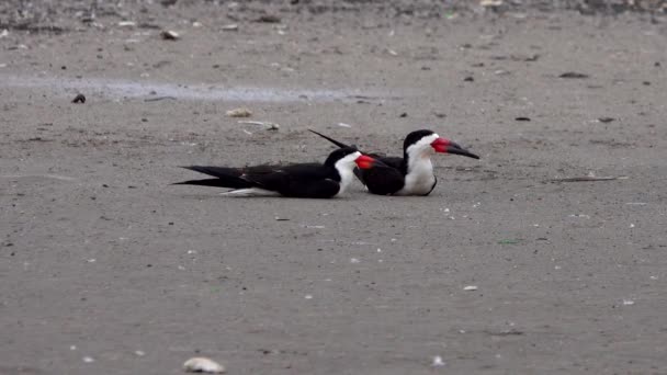 Wild Aussehende Vögel Der Küste — Stockvideo