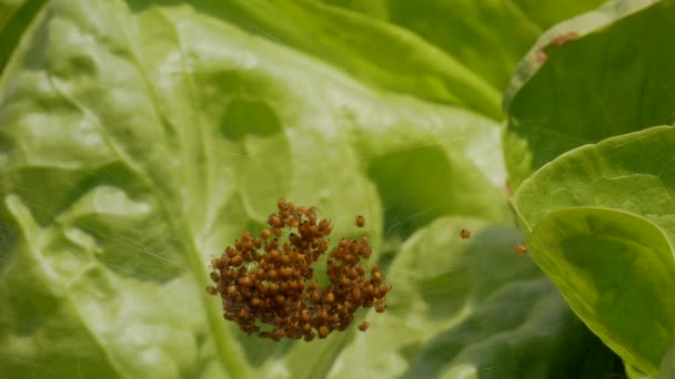 Sombrerero Araña Arañas Pequeñas Recién Nacidas — Vídeos de Stock