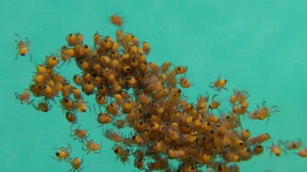 Spider Hatchery Petites Araignées Nouvellement Écloses — Video