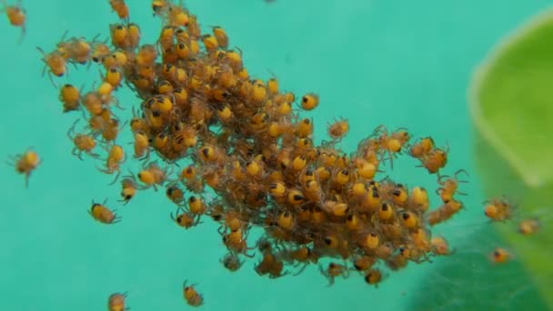 Spider Hatchery Petites Araignées Nouvellement Écloses — Video