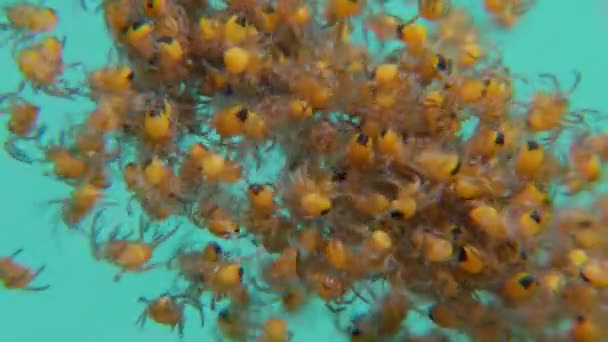 Sombrerero Araña Arañas Pequeñas Recién Nacidas — Vídeos de Stock