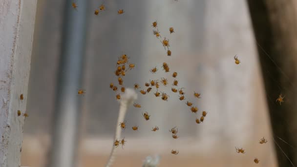 Spider Hatchery Petites Araignées Nouvellement Écloses — Video