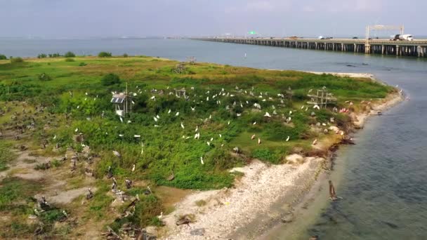 Летающий Над Птичьим Островом Нуэсес Бей Техас — стоковое видео
