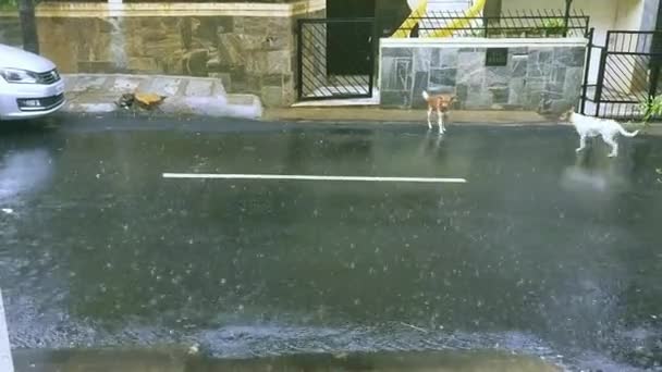 Straat Zwerfhonden Rennen Voor Beschutting Tijdens Zware Regenval Buitenwijk — Stockvideo