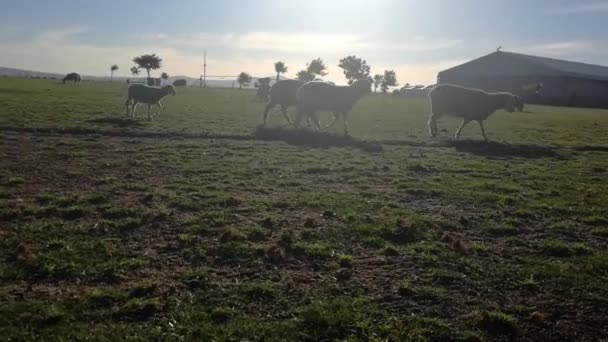 Ovelhas Pastando Uma Fazenda Gado Sol Grama — Vídeo de Stock