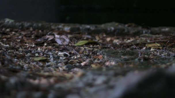 Wassertropfen Prallen Auf Dem Boden Unter Bäumen Auf Einer Lichtung — Stockvideo