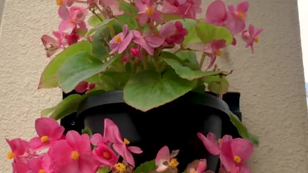 Pot Plants Wall Bunch Pink Green Leaf Begonia Close Pan — Stock Video