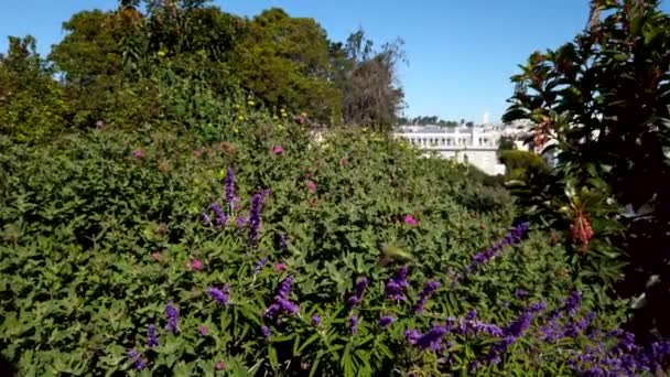 Amplio Plano Colibrí Verde Alimentándose Flores Salvia Púrpura Día Soleado — Vídeo de stock