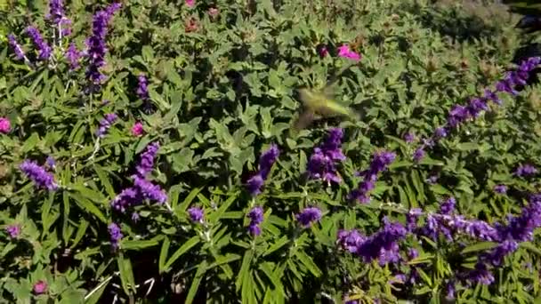 Apretado Disparo Colibrí Verde Alimentándose Flores Salvia Púrpura Día Soleado — Vídeos de Stock