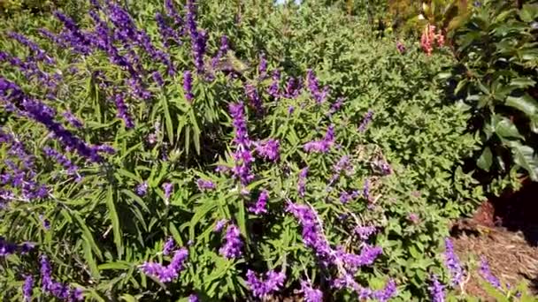 Court Plan Colibri Vert Nourrissant Fleurs Sauge Violette Par Une — Video