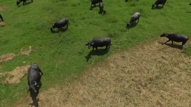 Wasserbuffalos Flüge Über Habitat — Stockvideo