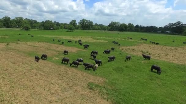 Buffalo Acqua Volo Sull Habitat — Video Stock