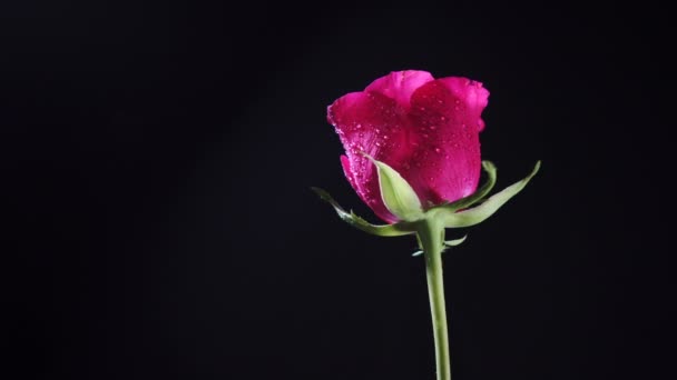 Fleur Rose Tournante Avec Pétales Humides Feuilles — Video