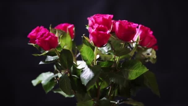 Roterande Bunt Rosa Rosor Blomma Med Våta Kronblad Och Blad — Stockvideo