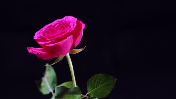 Περιστρεφόμενο Ροζ Τριαντάφυλλο Λουλούδι Βρεγμένα Πέταλα Και Φύλλα — Αρχείο Βίντεο
