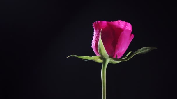 Flor Rosa Rotativa Com Pétalas Molhadas Folhas — Vídeo de Stock
