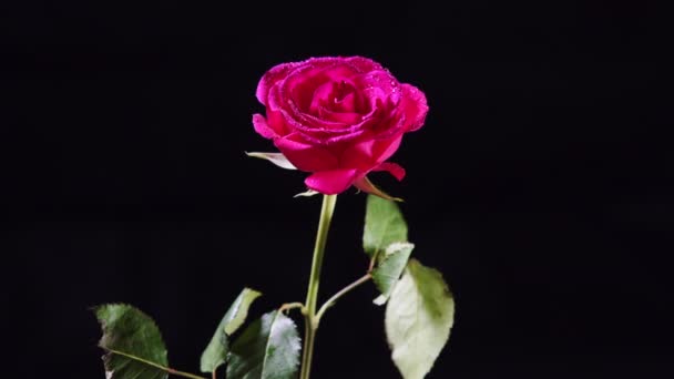 Fleur Rose Tournante Avec Pétales Humides Feuilles — Video