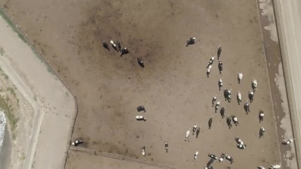 Αεριακο Spiral Drone Shot Cows Pen — Αρχείο Βίντεο