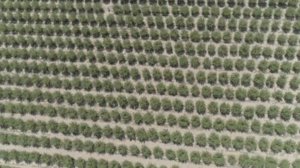 Aerial Rows Trees Orchard — Stock Video