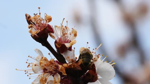 Бджоли Запилюють Квіти Квітучого Абрикосового Дерева — стокове відео