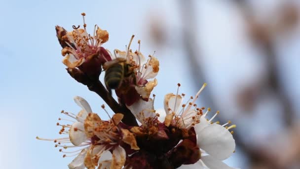 蜜蜂给盛开的杏树的花朵授粉 — 图库视频影像