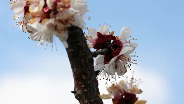 Пчелы Опыляют Цветы Цветущего Абрикосового Дерева — стоковое видео