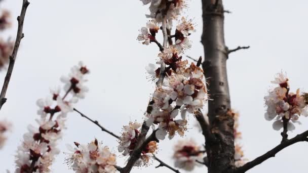 Abelhas Polinizando Flores Damasco Flor — Vídeo de Stock