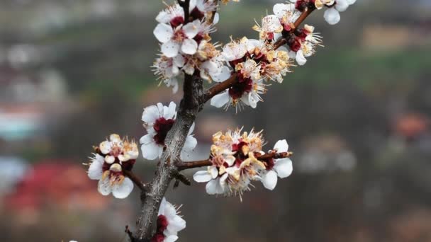 Пчелы Опыляют Цветы Цветущего Абрикосового Дерева — стоковое видео