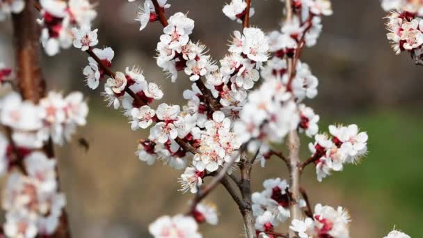 Api Che Impollinano Fiori Albicocco Fiore — Video Stock