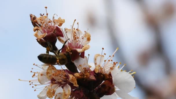 Arılar Kayısı Ağacının Çiçeklerini Döllüyor — Stok video