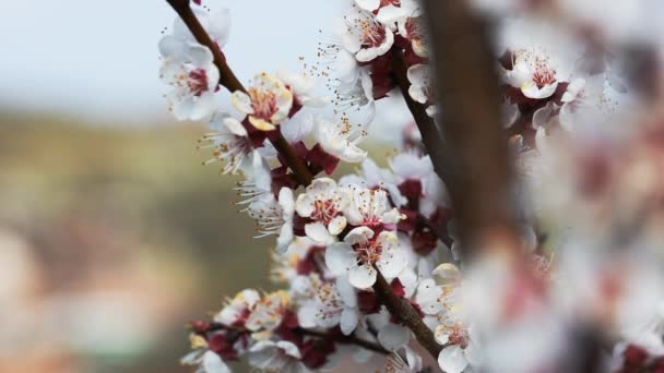 Bees Pollinating Flowers Blooming Apricot Tree — Stock Video