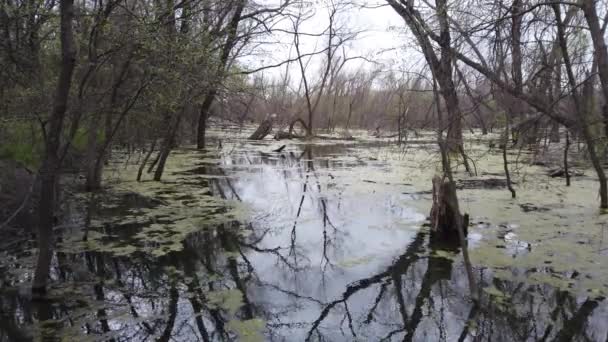 Beaver Pond Oblasti Llela Jezera Lewisville Texasu — Stock video