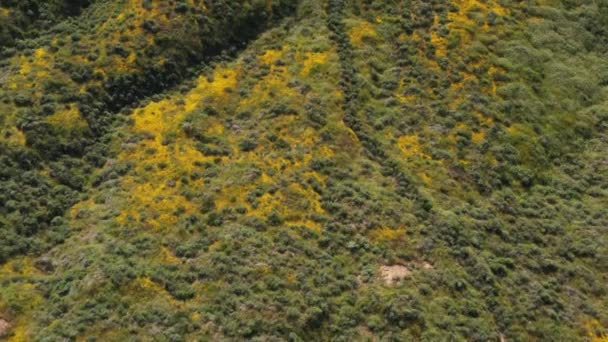 Drone Disparo Hermosa Montaña Cubierta Flores Silvestres Amarillas Durante California — Vídeo de stock