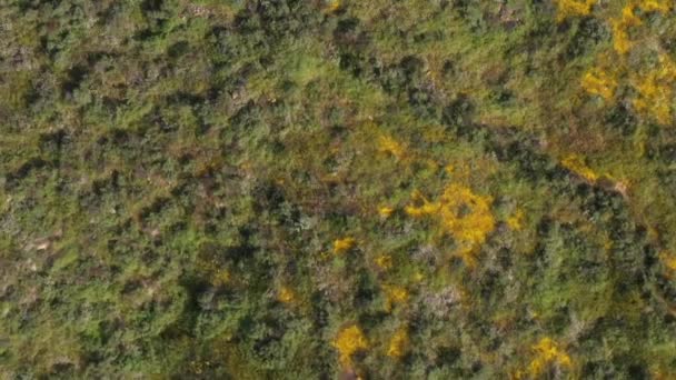 Drone Tiro Topo Montanha Coberto Flores Silvestres Amarelas Brilhantes Grama — Vídeo de Stock