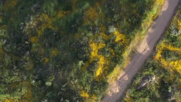 Κηφήνα Βουνοκορφή Καλυμμένη Κίτρινα Αγριολούλουδα Και Πράσινο Γρασίδι Κατά Διάρκεια — Αρχείο Βίντεο