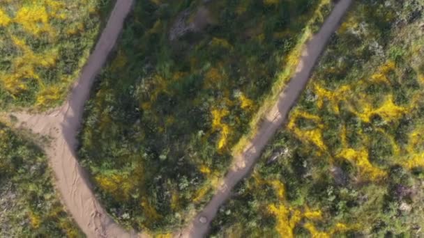 加利福尼亚超级花朵盛开时 美丽的黄色野花覆盖着高山的鼓声镜头 — 图库视频影像