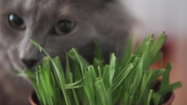 Menutup Pandangan Untuk Kucing Makan Rumput Khusus — Stok Video